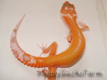 APTOR Reverse Stripe Image 0