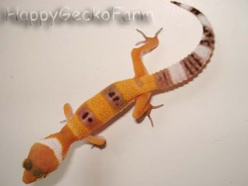 SHT Image 1