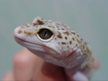 W&Y BLond Paradoks Сrystal Eyes Image 3