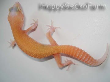 RAPTOR  Ruby Eyes Image 2