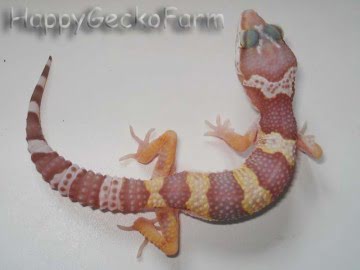 Tremper Albino Image 0