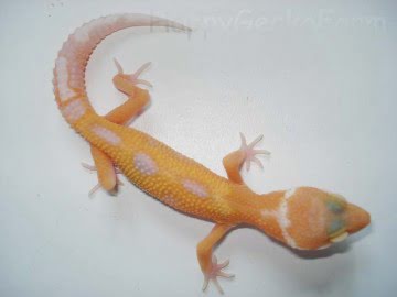 Jungle ТTA Image 3