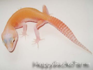 RAPTOR  Ruby Eyes Image 0