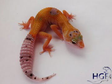SHT Enigma Image 1