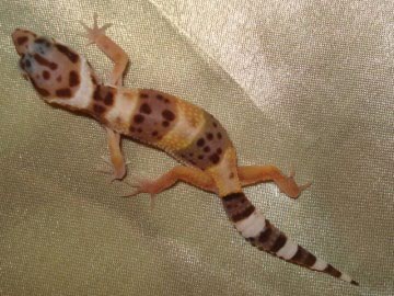 Hypo Tangerine Image 1