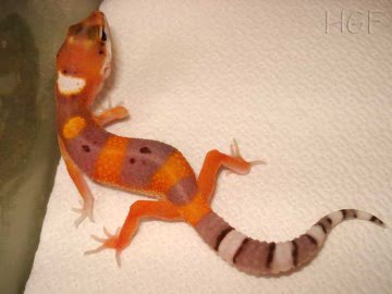 Tangerine poss Emerald Image 3