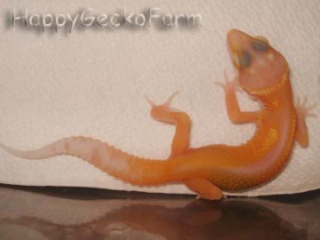 APTOR  Reverse Stripe Image 3