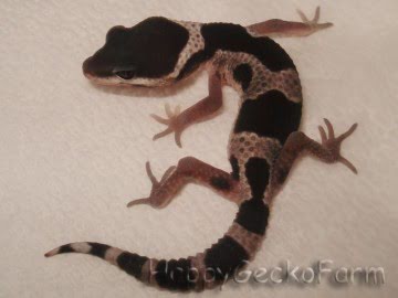 Mack Snow Image 2