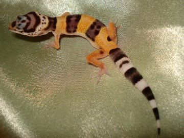 W&Y Hypo Tangerine Image 4