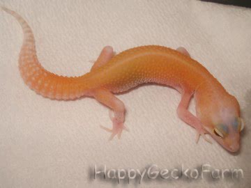RAPTOR  Ruby Eyes Image 1