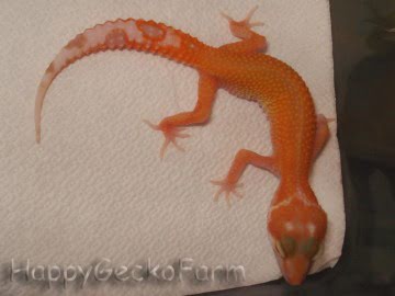 APTOR Reverse Stripe Image 1