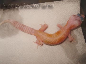 W&Y Enigma Image 3