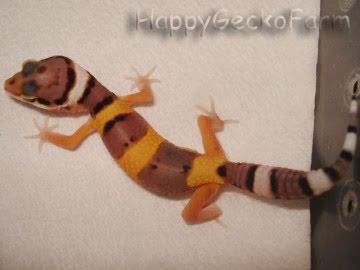 W&Y Hypo Tangerine Image 1