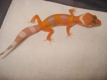 Sunglow Image 2