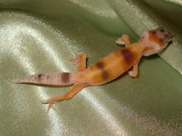 Tangerine Enigma Image 1