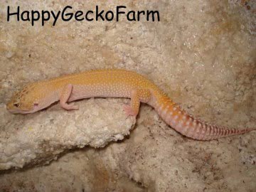 RAPTOR Snake Eyes Image 1