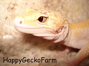 RAPTOR Snake Eyes Image 0