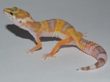 Tangerine ТА Image 0
