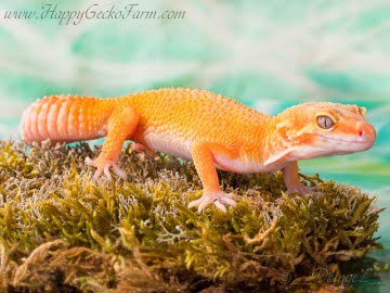 Sunglow (Jungle) Image 0