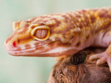 Bell Albino Image 1