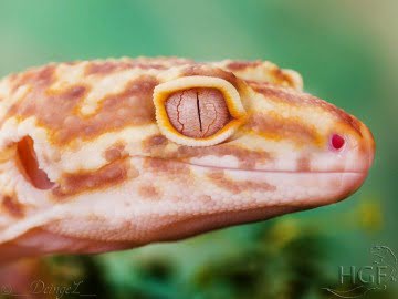 Bell Albino Image 2