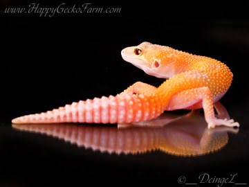 RAPTOglow Image 0