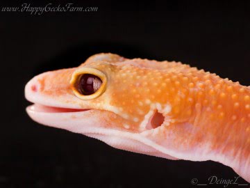 RAPTOglow Image 2