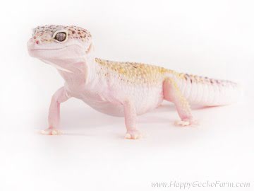 Проект Irbiz Image 4