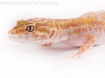 Tremper Albino Image 1