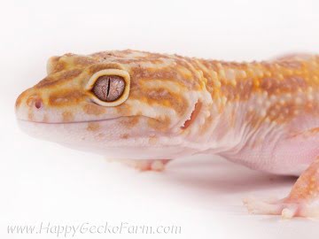 Tremper Albino Image 0
