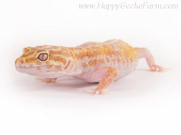 Tremper Albino Image 2