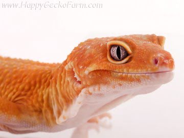 Sunglow poss Emerald Image 4