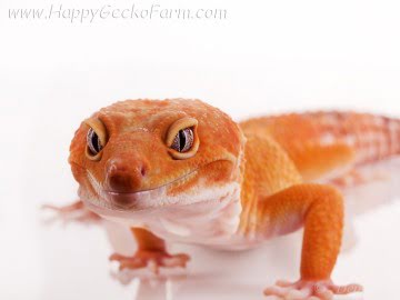 Sunglow poss Emerald Image 2