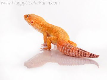 Sunglow poss Emerald Image 1
