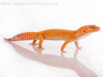 Sunglow poss Emerald Image 5