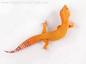 Sunglow poss Emerald Image 3