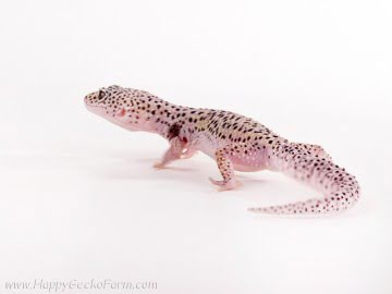 Mack Snow W&Y Enigma Eclipse Image 3