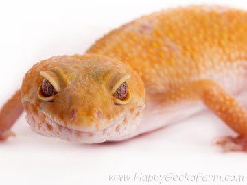 Sunglow het RAPTOR Image 4