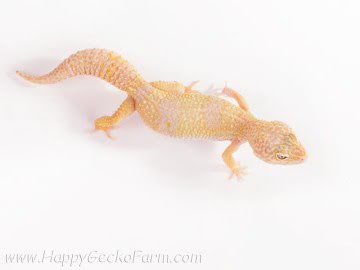 Tremper Albino Pastel Image 1