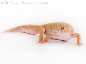 Tremper Albino Pastel Image 2