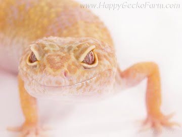 Tremper Albino Pastel Image 0