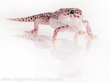 Super Snow Image 2