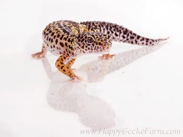 Normal Image 1