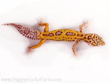  Stripe Bell Albino het RADAR Image 0
