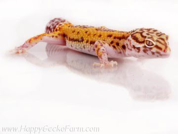  Stripe Bell Albino het RADAR Image 4