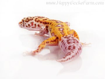  Stripe Bell Albino het RADAR Image 3