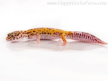  Stripe Bell Albino het RADAR Image 5