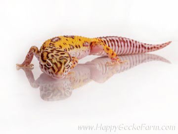  Stripe Bell Albino het RADAR Image 2