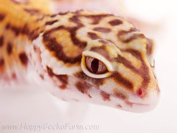  Stripe Bell Albino het RADAR Image 1