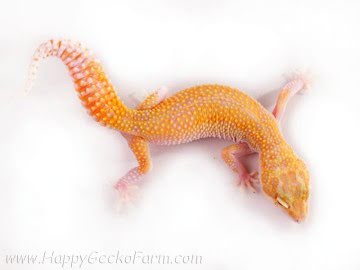 RAPTOR Image 3